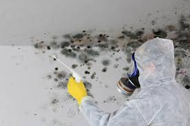 Why You Should Choose Our Mold Remediation Services in Bay Point, CA